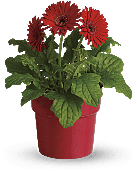 Rainbow Rays Potted Gerbera - Red
